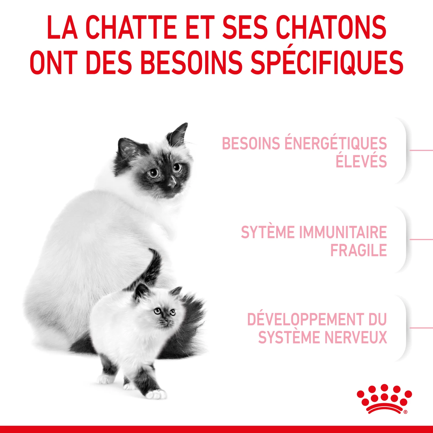 Royal Canin Mother & Babycat 2kg - Afbeelding 4