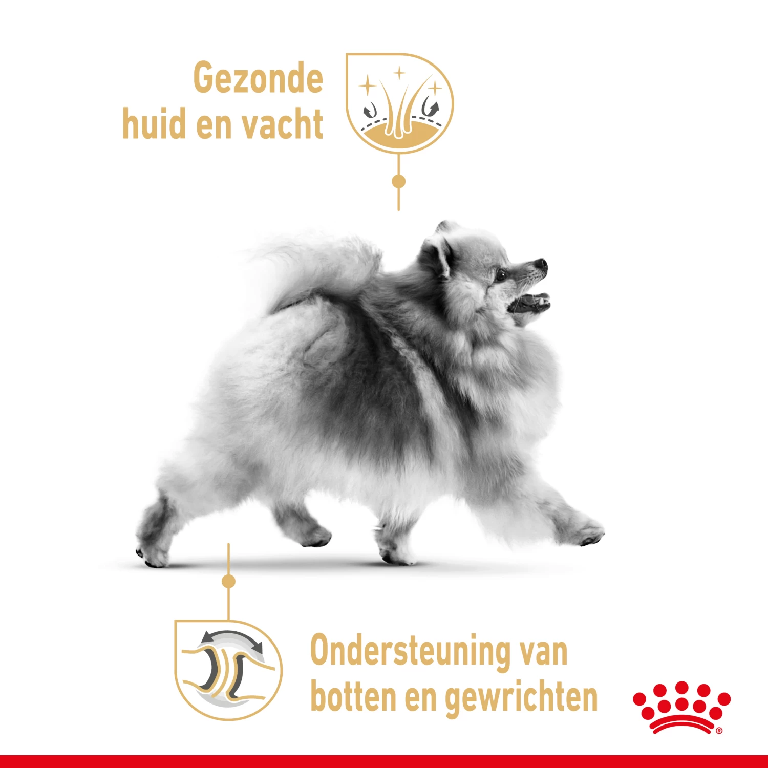 Royal Canin Pomeranian Adult Hondenvoer 12x85g - Afbeelding 3