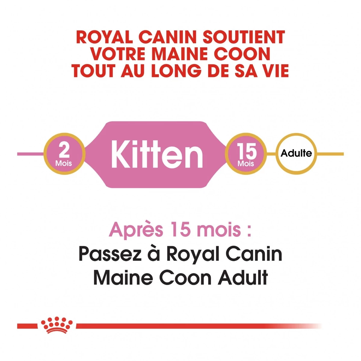 Royal Canin Maine Coon Kitten Kat 10kg - Afbeelding 6